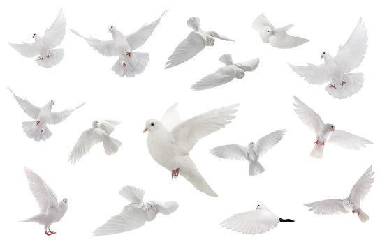 collage free flying white dove isolated on a white