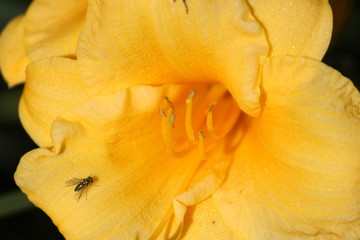 Colorful little bug relaxing on a hemerocallis flower
