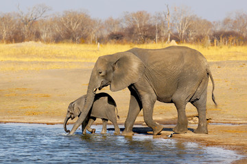 Mother Elephant and baby elephant drinking water