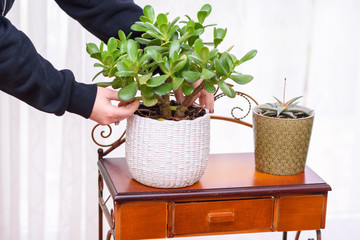 Closeup young woman hands grooming and care for indoor plant in the home garden. House plants in flower pots in garden room, indoor.