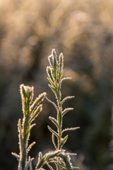 Grasses in winter backlight with ice crystals