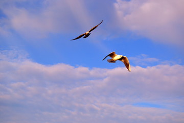 seagull flying in the sky