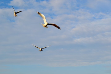 seagull flying in the sky