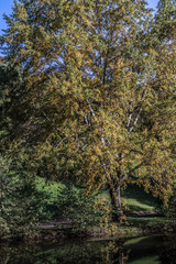 Fototapeta premium Germany, Baden-Württemberg, Baden-Baden: autumn city parks