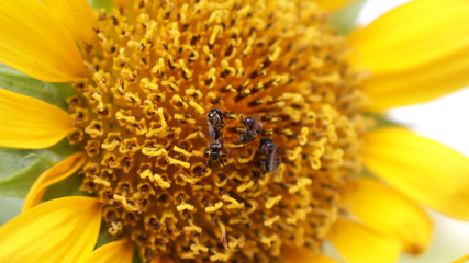 Bees that search for nectar in sunflowers