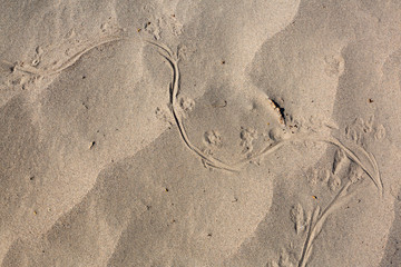 Fototapeta na wymiar Kangaroo Rat tracks in the sand dunes
