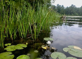 The tranquil wetlands surrounding a Muskoka Lake in Canada