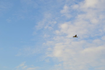 bird flying in the sky