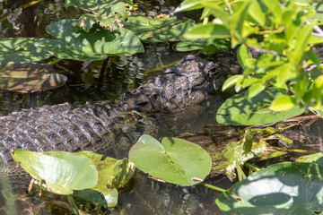 Alligator en milieu naturel
