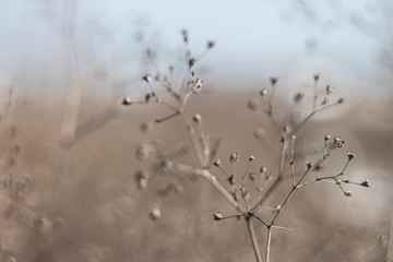 sprig of dry plant. fractal geometry
