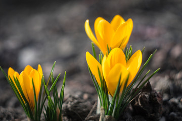 first spring flowers. yellow crocuses