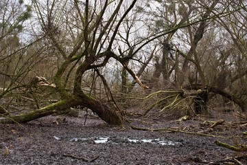 Danube forest in winter, Slovakia, Europe
