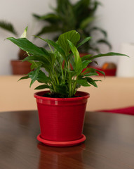  Beautiful Green Plant in a red pot