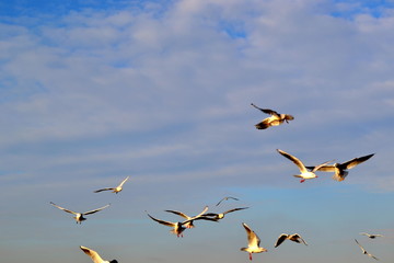 Obraz premium flock of seagulls in the sky