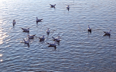 flock of seagull