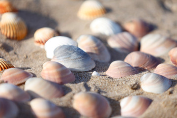 sea shells on the beach