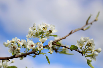 Blooming plum branch against the blue sky. Spring bloom. Close up. Selective focus.