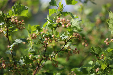 Black currant bush bloomed in spring with small flowers. Future harvest. Close up. Selective focus.