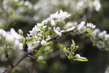 Blooming branch of an Apple tree. Spring bloom. Close up. Selective focus.