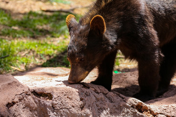 A bear cub sniffs the ground © LB Photo Co