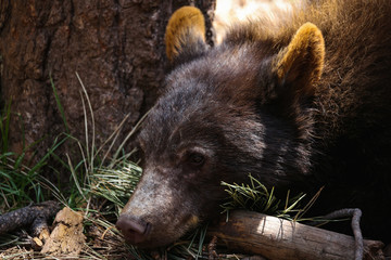 A bear cub takes a nap