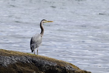 Great Blue Heron standing on a rock on the shore of the ocean