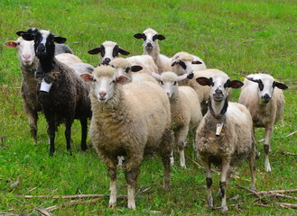 Fototapeta premium flock of sheep