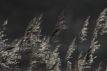 Reed plants to backlight