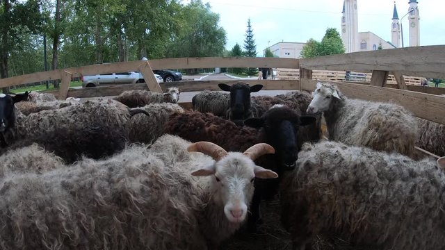sheep are waiting for slaughter on a Muslim holiday