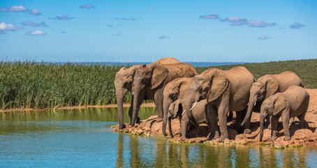 Herd of elephants at water hole, South Africa