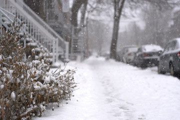 A snowy garden beside a snowy sidewalk