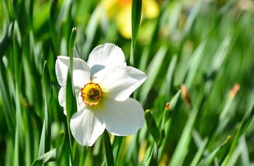 Fototapeta premium ladybug on flower