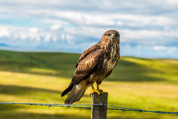 bird of prey Falcon