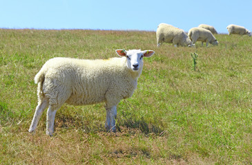 white sheep looking at viewer standing side on whilst other sheep graze on pasture in the background