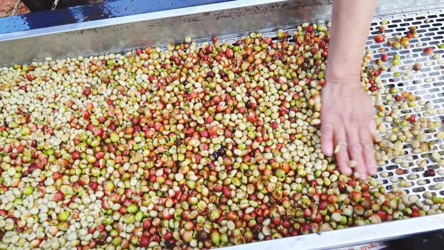 Coffee bean peeling machine with water, Fresh coffee beans milling in machine ,coffee process, Wet process with coffee beans recently ripe from trees.