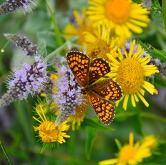 butterfly on flower