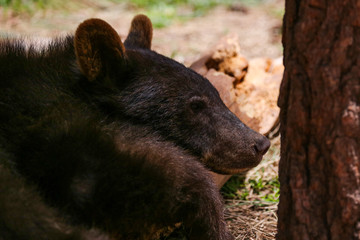 The face of a black bear cub