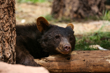 The face of a black bear cub