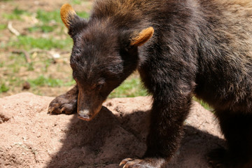 A curious black bear cub 