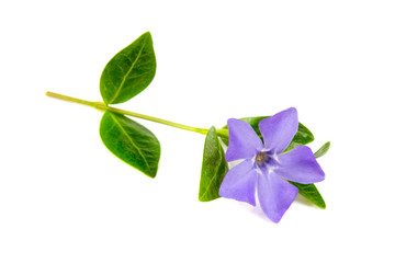  Periwinkle flowers isolated on a white background with green leafs.