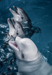 dolphin in the water © May Cove