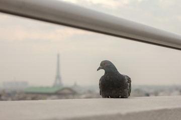Paloma en Paris