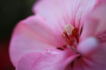 Fototapeta na wymiar closeup of pink flower