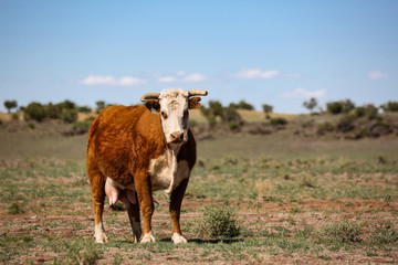 A horned cow in the Arizona desert 