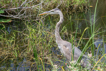 Grand héron bleu - Floride