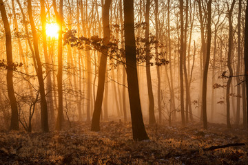 Obraz premium misty beautiful sunset light through in forest