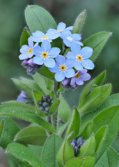Vergissmeinnicht, Myosotis, vor unscharfem Hintergrund
