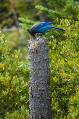 Stellers Jay eating on a tree branch in California, USA.