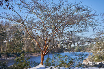 Crepe Myrtle Tree with snow 2