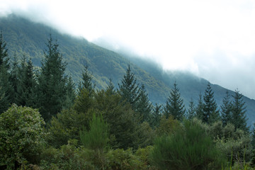 Obraz premium forest in the mountains